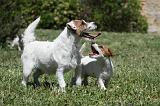 PARSON RUSSEL TERRIER 168